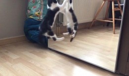 小花猫视频,小花猫的欢乐视频大揭秘