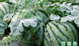 大西瓜 视频,揭秘西瓜种植与收获的奇妙之旅